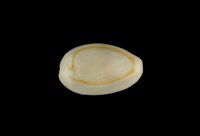 藏品(金環寶螺)的圖片